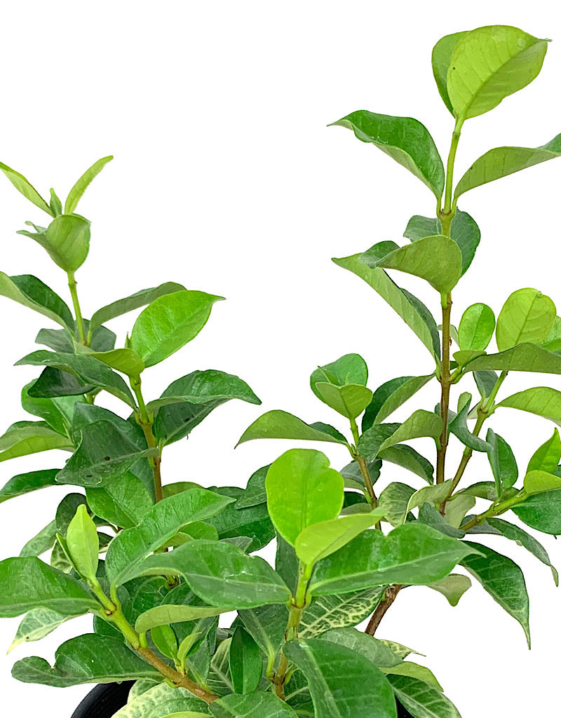 Trachleospermum 'Sassy Sarsparilla' 1 Gallon
