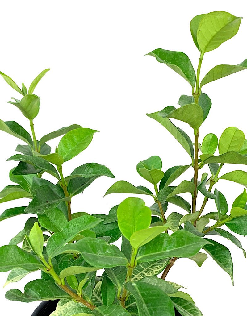 Trachleospermum 'Sassy Sarsparilla' 1 Gallon - The Garden Corner