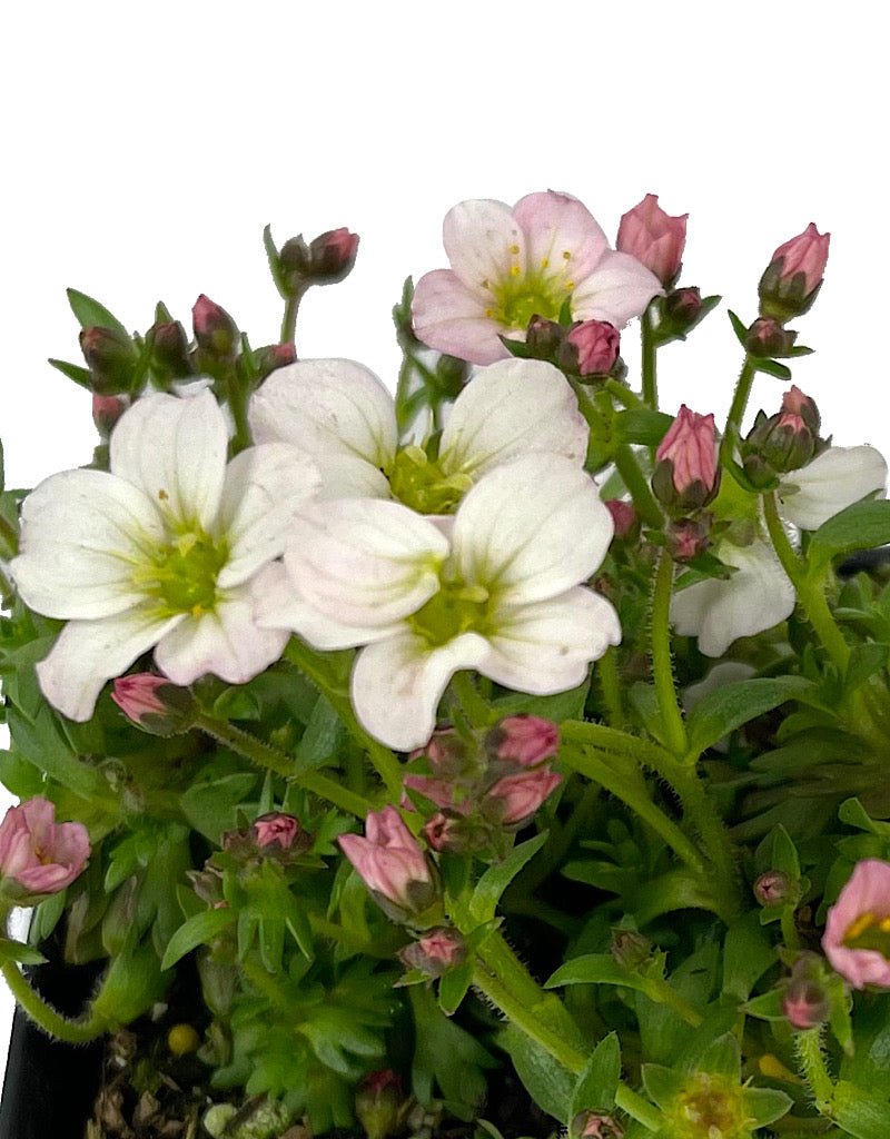 Saxifraga 'Alpino White' 4 inch - The Garden Corner