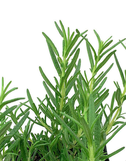 Rosmarinus o. 'Tuscan Blue' 4 inch - The Garden Corner