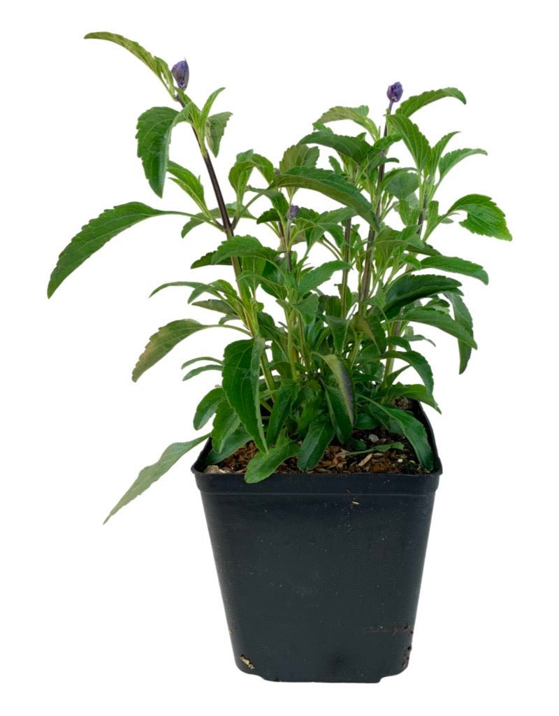 Salvia farinacea 'Sallyfun Blue Emotion' - Perennials