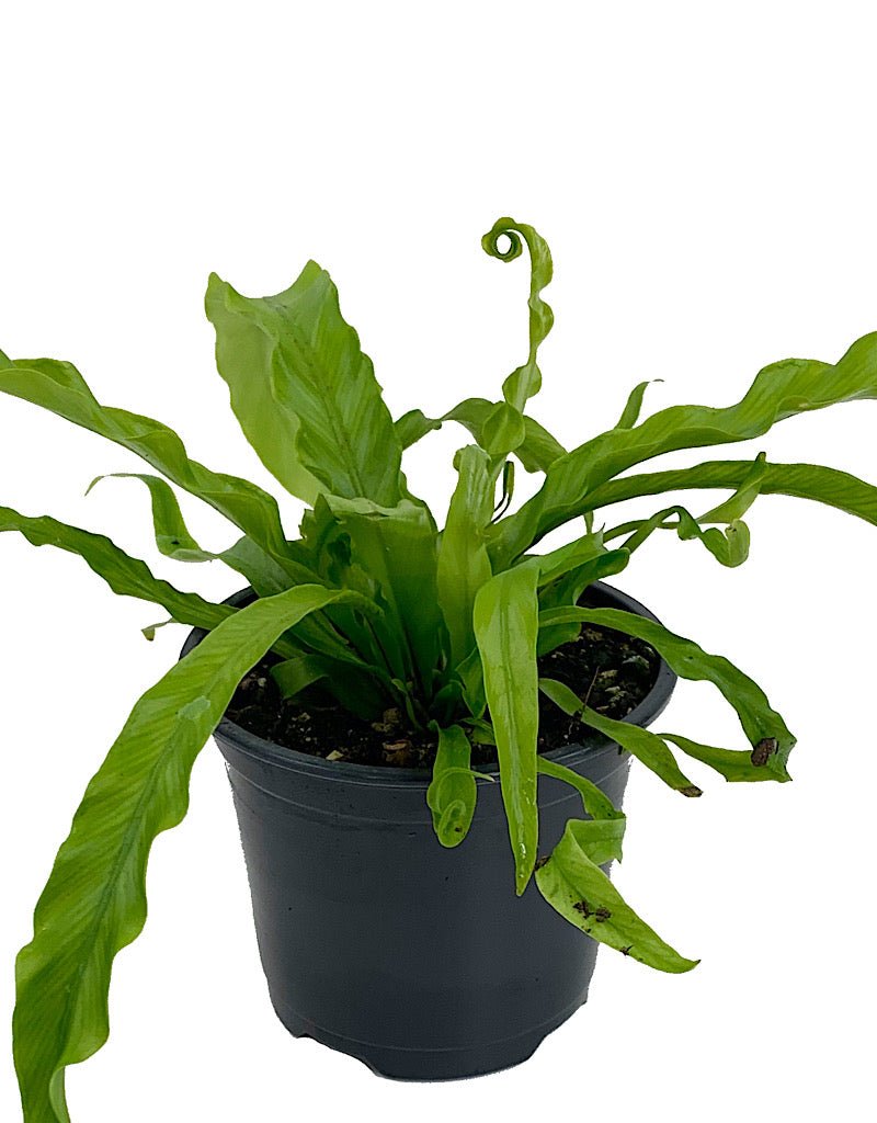 Asplenium antiquum 'Victoria' Quart - The Garden Corner
