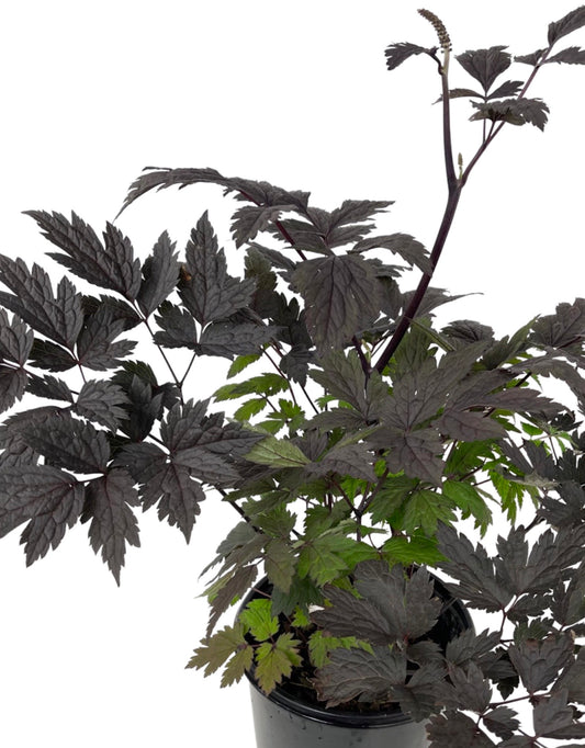 Actaea 'Chocoholic' - The Garden Corner