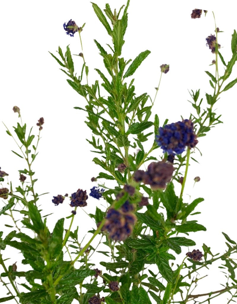 Ceanothus 'Concha' 1 Gallon
