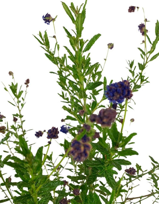 Ceanothus 'Concha' 1 Gallon - The Garden Corner