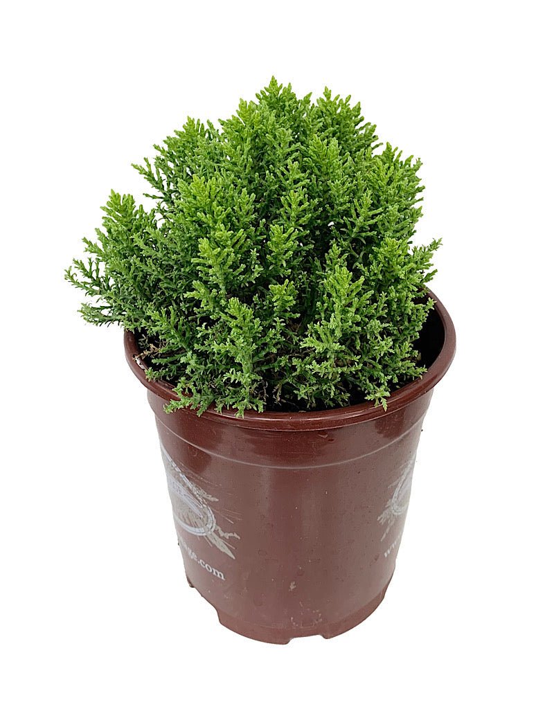 Hebe 'Boughton Dome' - The Garden Corner