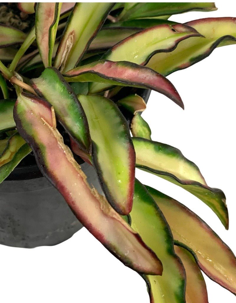 Hoya kentiana 'Tricolor' - The Garden Corner