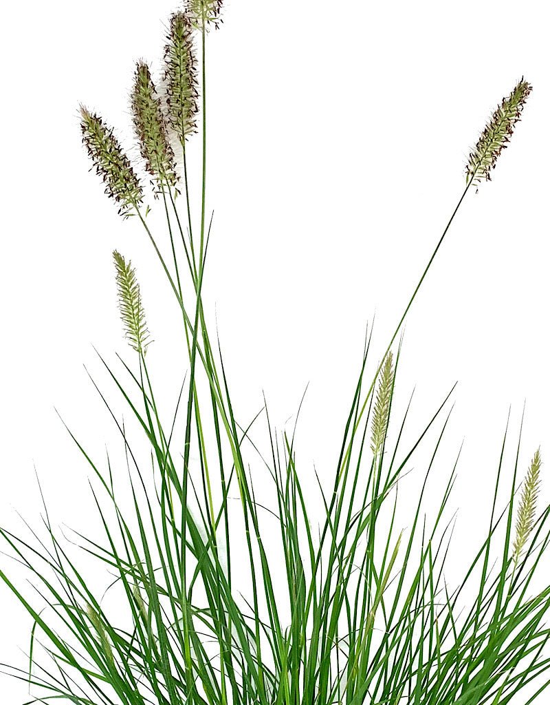 Pennisetum alopecuroides 'Hameln' - The Garden Corner