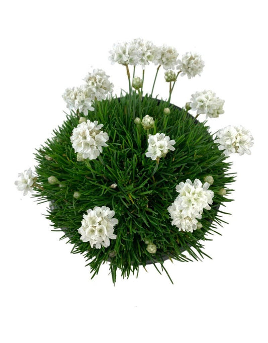 Armeria maritima 'Cotton Tail' - The Garden Corner