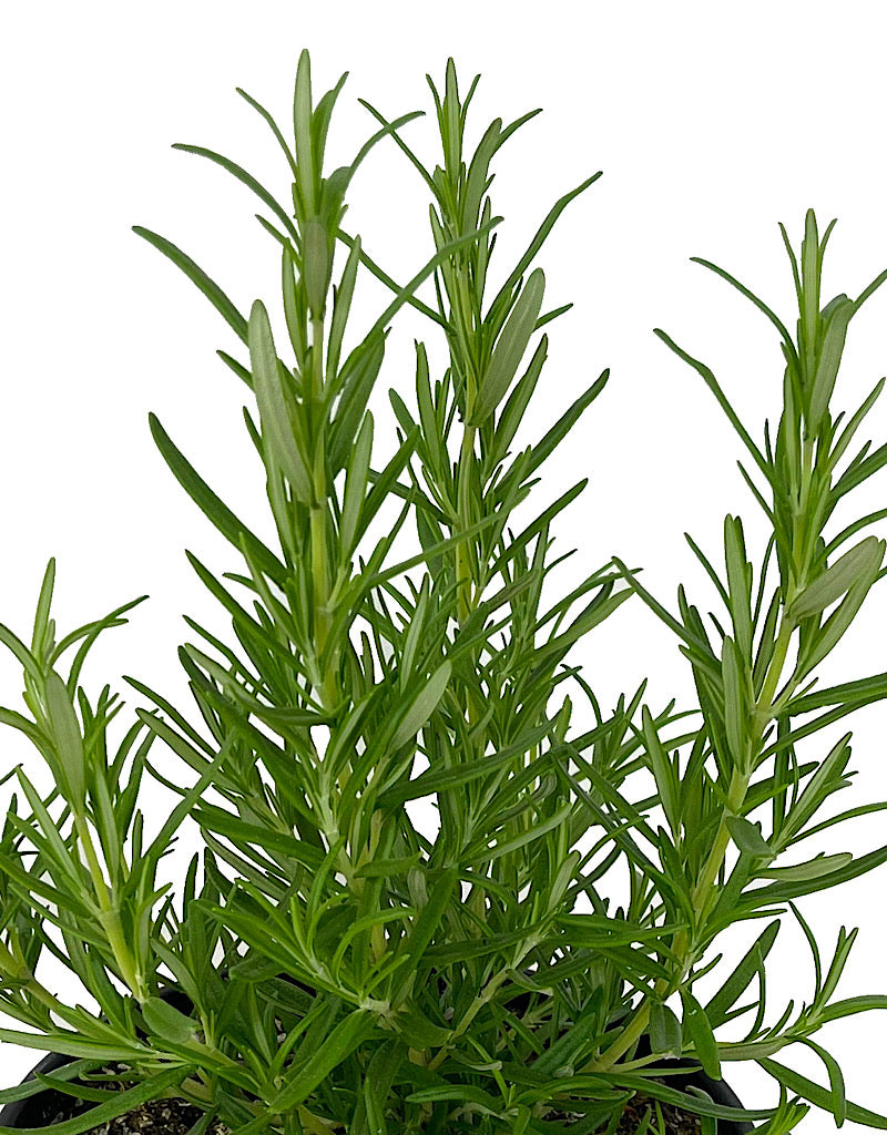 Rosmarinus officinalis 'Barbecue' 1 Gallon