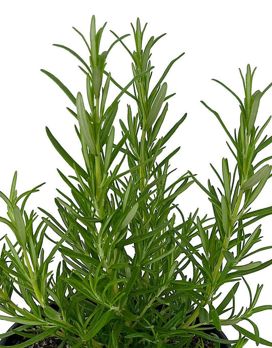 Rosmarinus officinalis 'Barbecue' - Herbs and Vegetables
