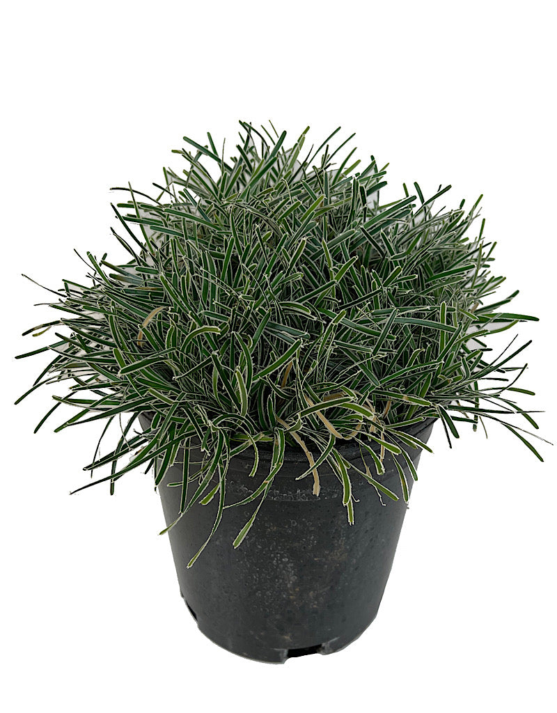 Ficinia truncata 'Ice Crystal'