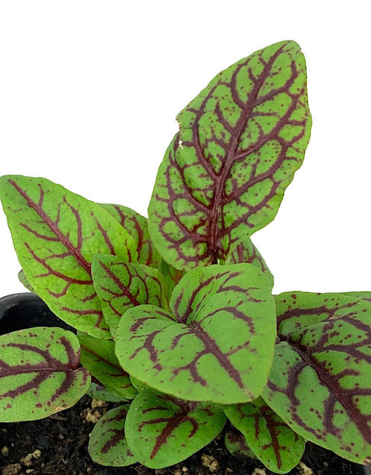 Sorrel 'Blood Veined' 4 Inch - The Garden Corner