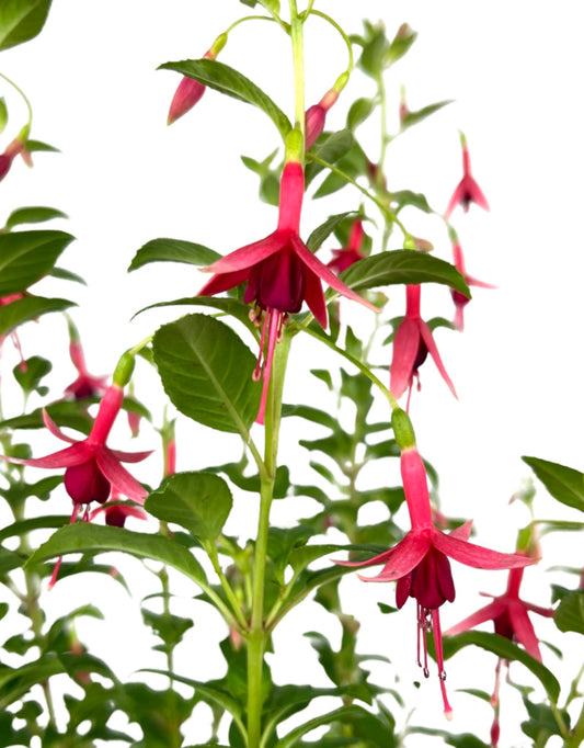 Fuchsia 'Flash' - The Garden Corner