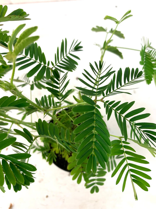 Mimosa pudica 4 Inch - The Garden Corner
