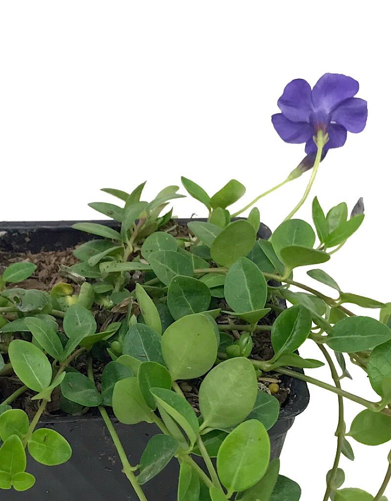 Vinca minor 'Bowles' - Groundcovers