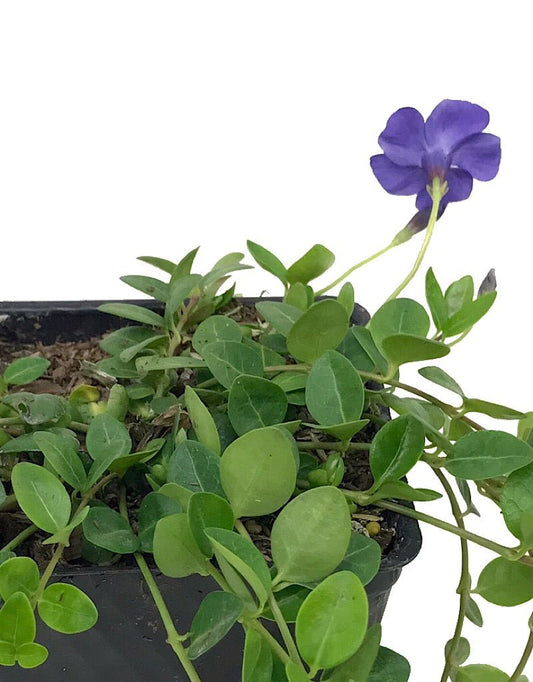 Vinca minor 'Bowles' - The Garden Corner