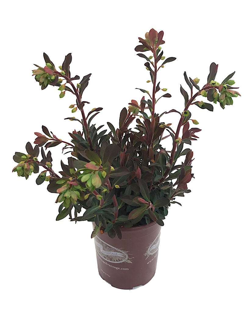Euphorbia x martinii 'Red Martin'
