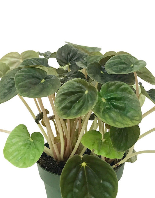 Peperomia c. €˜Ripple 4 inch - The Garden Corner