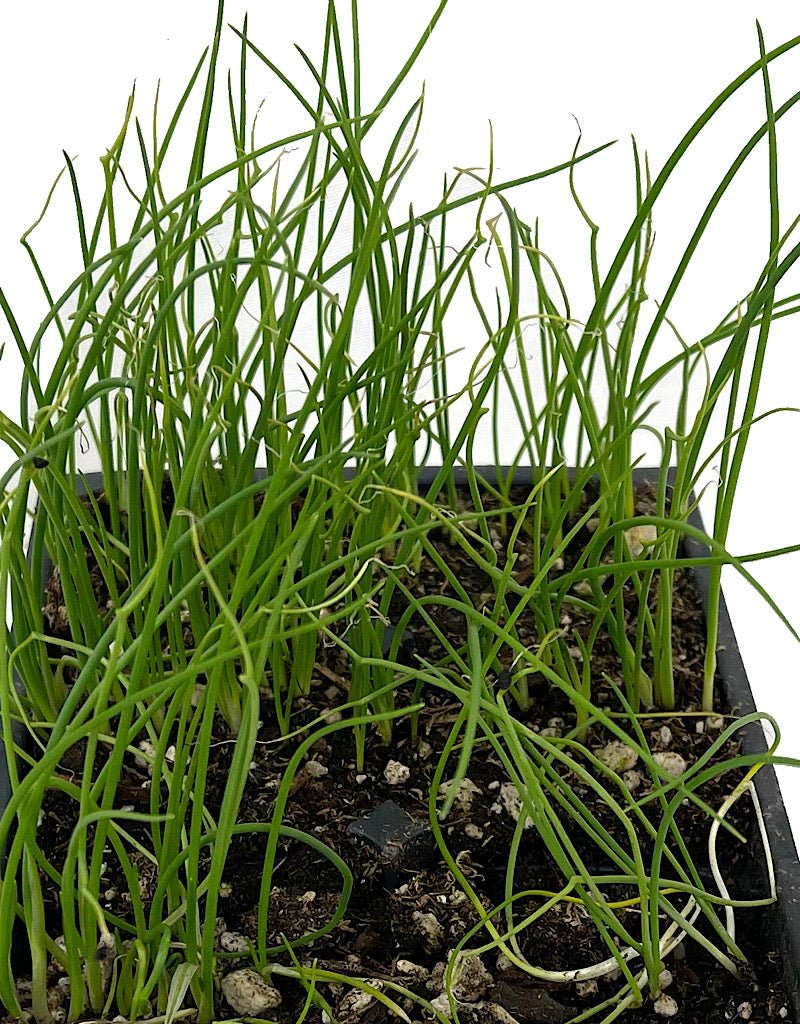 Onion 'Yellow Sweet Spanish' - The Garden Corner