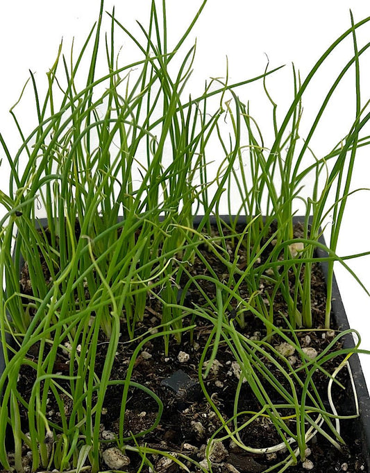 Onion 'Yellow Sweet Spanish' - The Garden Corner