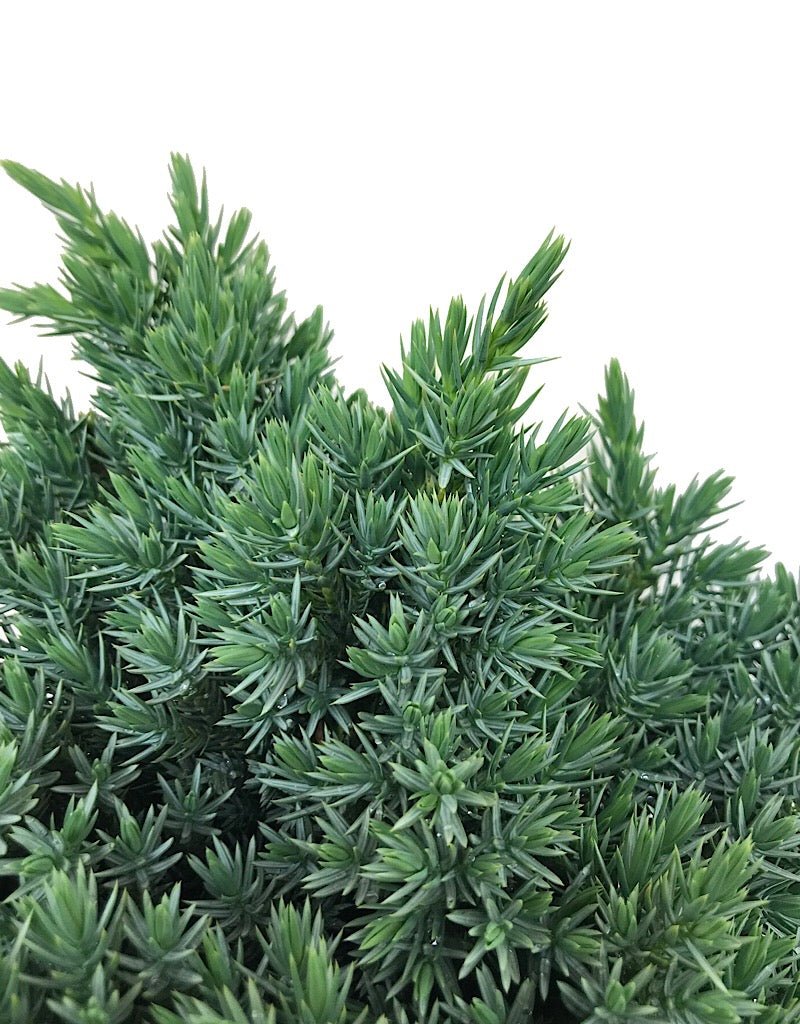 Juniperus squamata 'Blue Star' - The Garden Corner