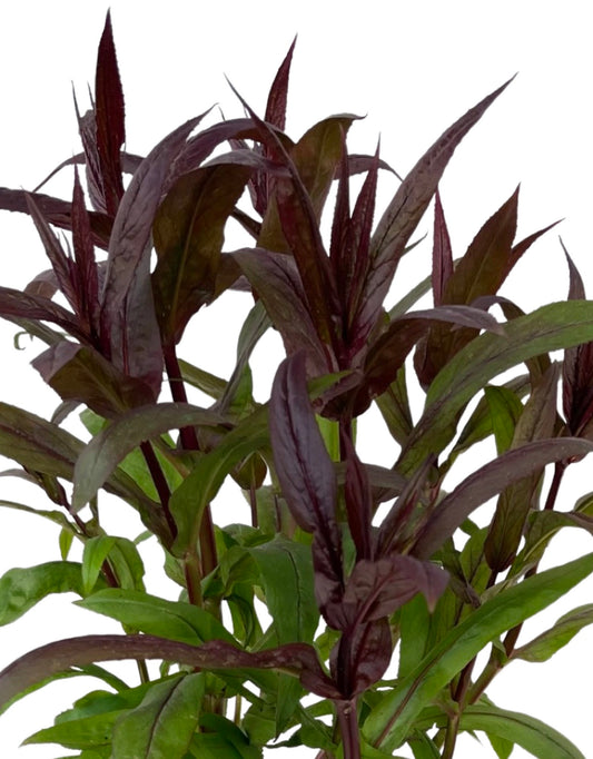 Penstemon 'Pocahontas' 1 Gallon - The Garden Corner