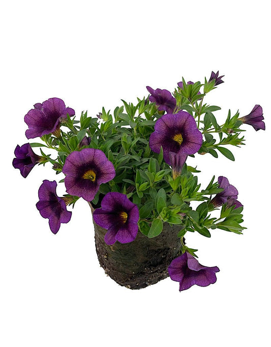 Calibrachoa €˜Hula Amethyst' 4 Inch - The Garden Corner