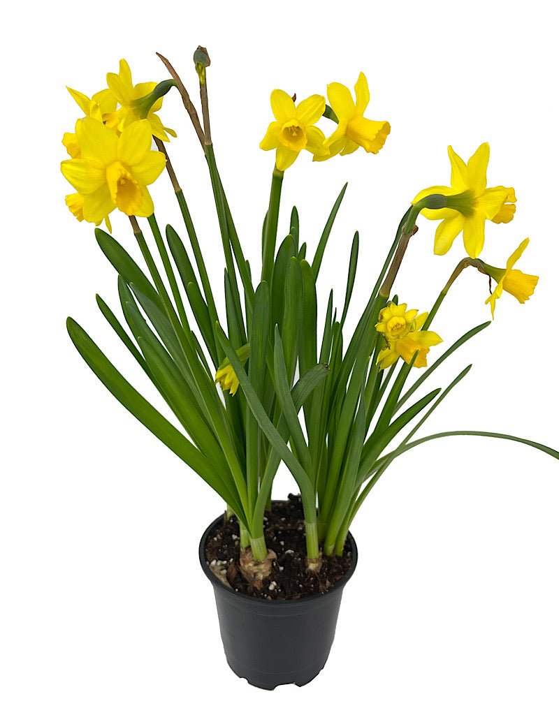 Narcissus 'Tete - a - Tete' - The Garden Corner