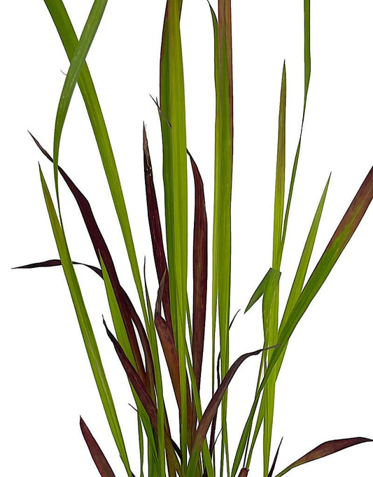 Imperata cylindrica 'Red Baron' - The Garden Corner