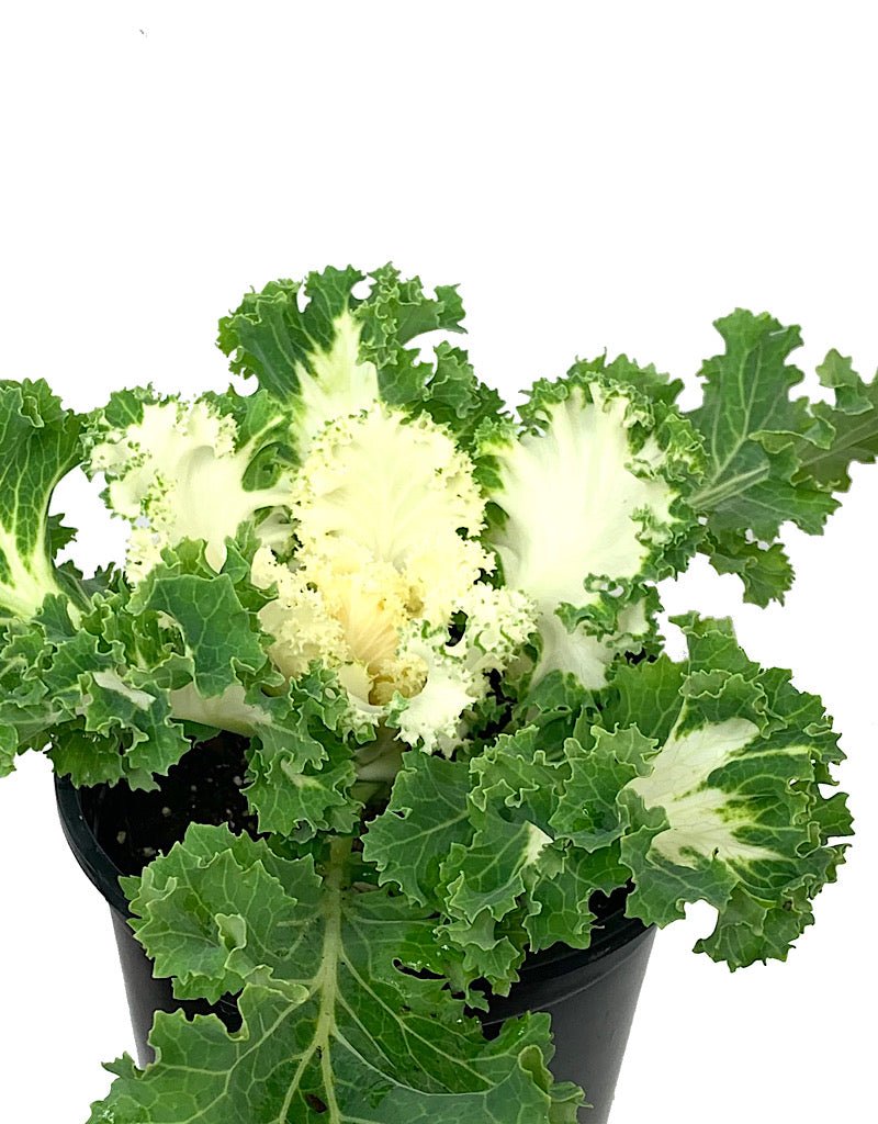 Kale 'Kamome White' Quart - The Garden Corner