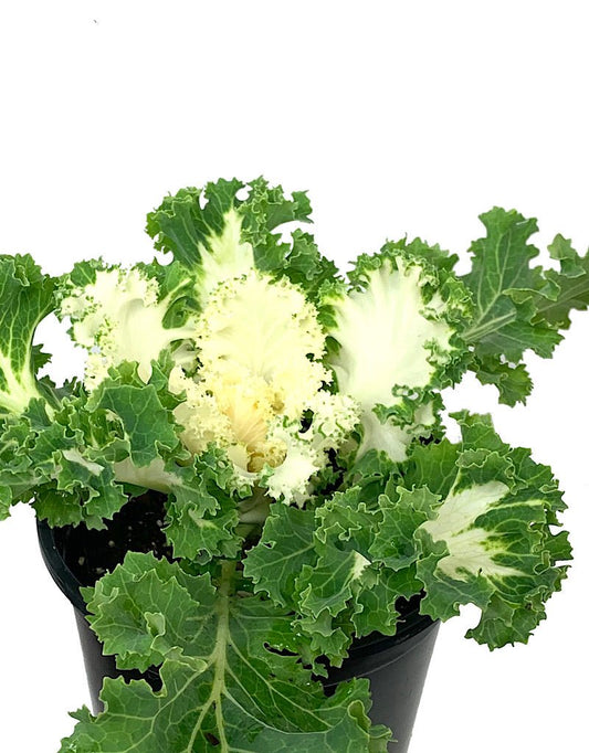 Kale 'Kamome White' Quart - The Garden Corner