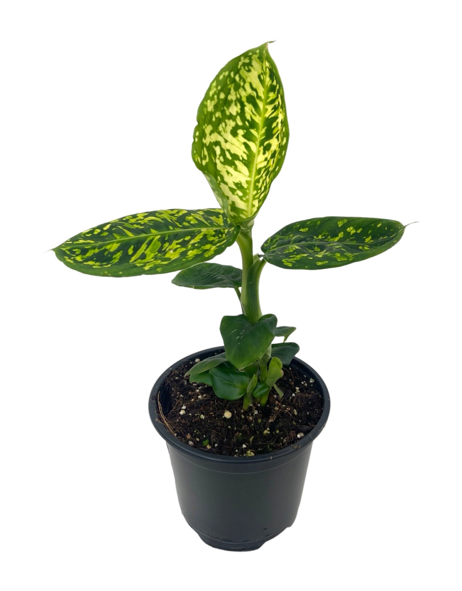 dieffenbachia plant light Dieffenbachia 'Reflector' – The Garden Corner