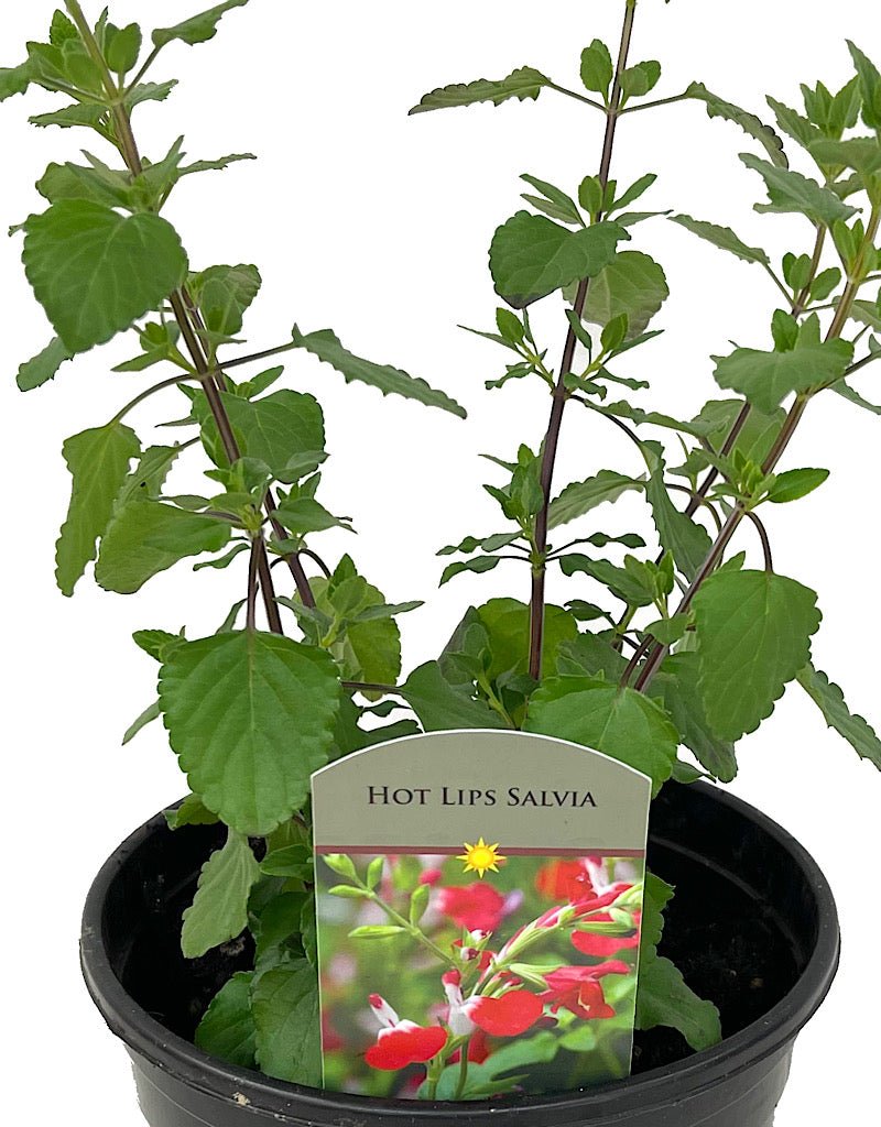 Salvia greggii 'Hot Lips' - The Garden Corner