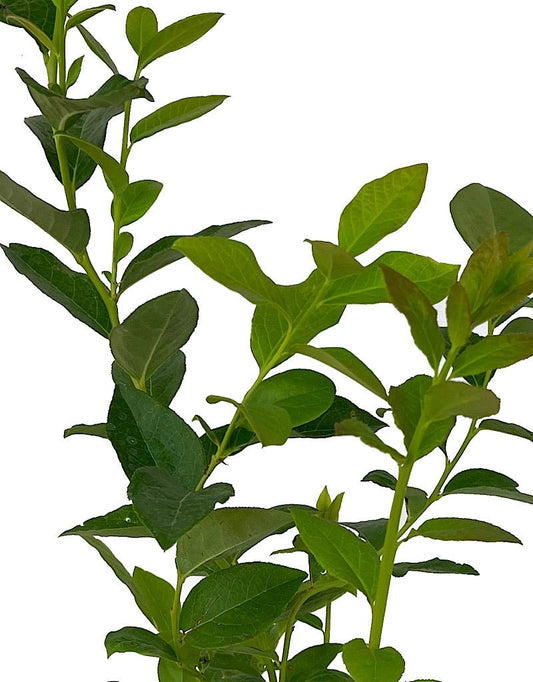 Vaccinium 'Razz' Quart - The Garden Corner