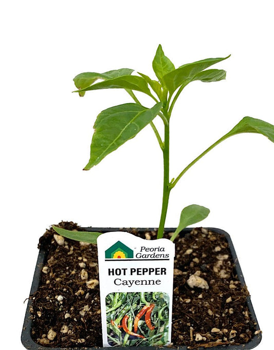 Pepper 'Cayenne' - The Garden Corner