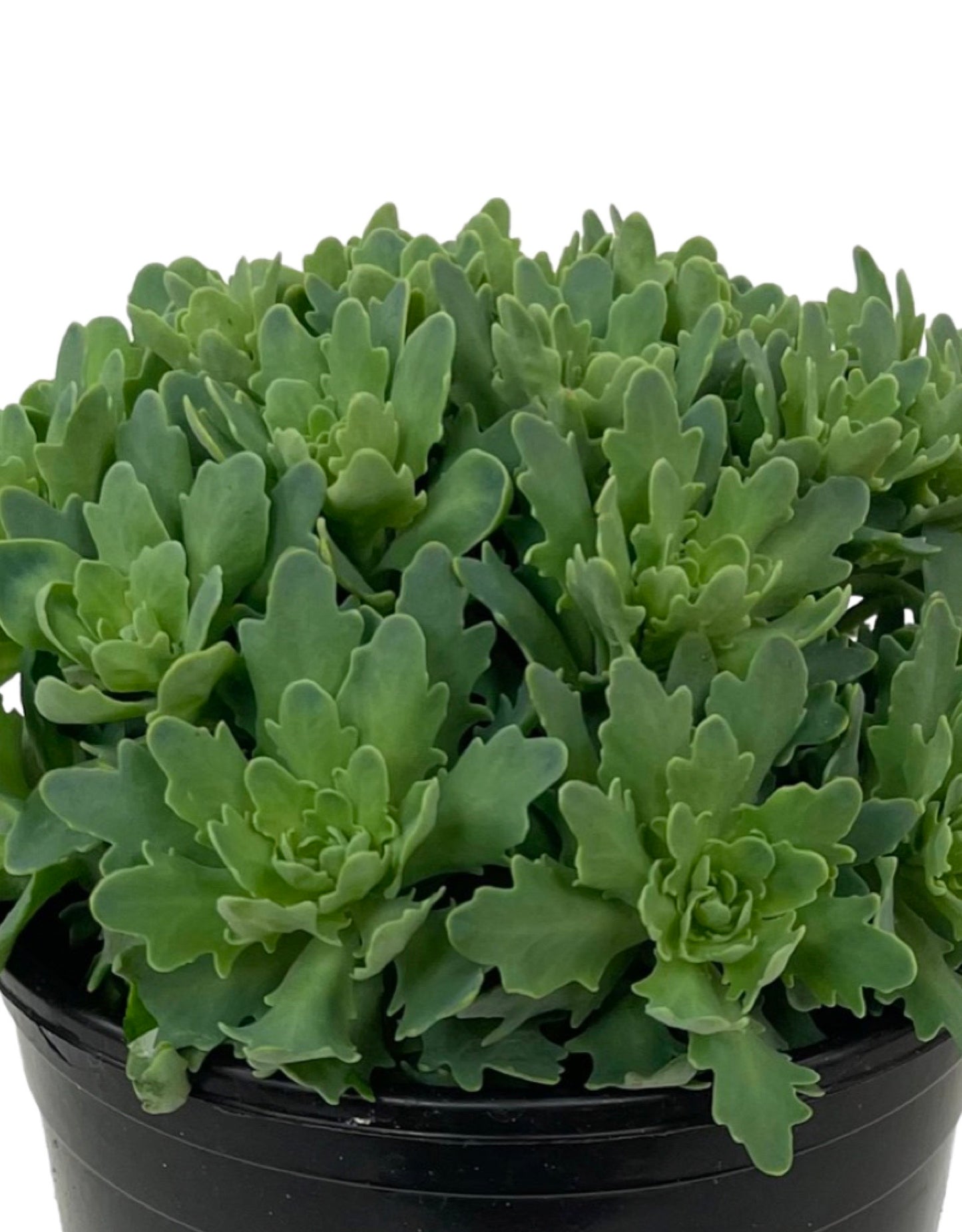 Sedum 'Rock Star' 1 Gallon - The Garden Corner
