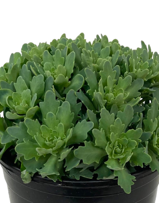 Sedum 'Rock Star' 1 Gallon - The Garden Corner