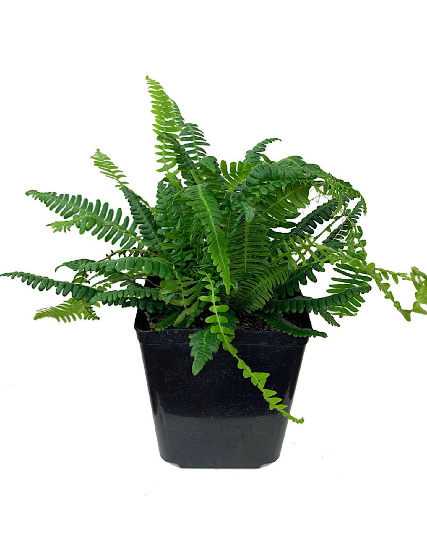 Blechnum spicant 'Deer Fern' - The Garden Corner