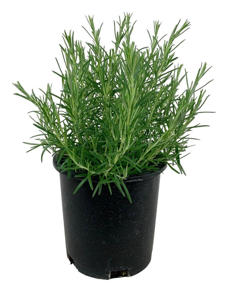 Rosmarinus officinalis 'Hill Hardy' - The Garden Corner