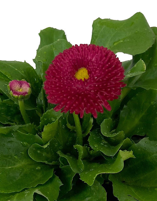Bellis p. 'Tasso Red' 4 inch - The Garden Corner