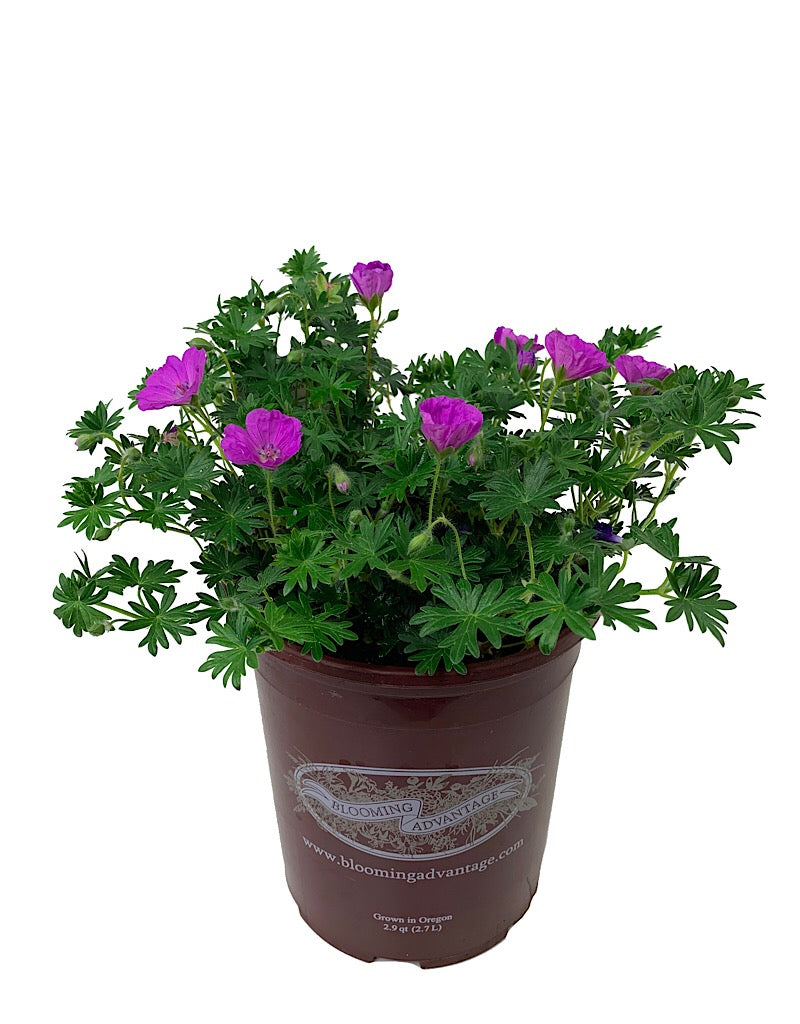 Geranium 'Max Frei' 1 Gallon