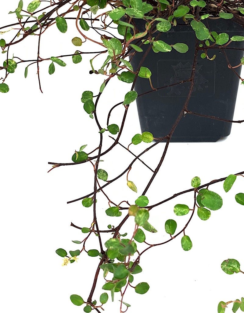Muehlenbeckia a. 'Tricolor' 4 inch - The Garden Corner