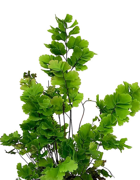 Adiantum tenerum 'Bicolor' Quart - The Garden Corner