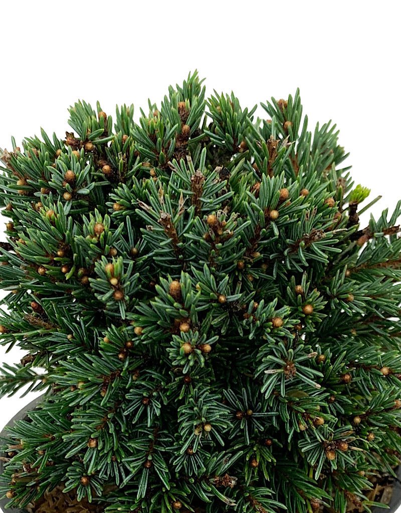 Picea glauca 'Echiniformis' 4 Inch - The Garden Corner