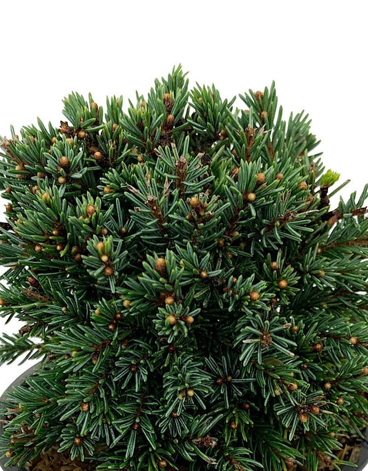 Picea glauca 'Echiniformis' 4 Inch - The Garden Corner