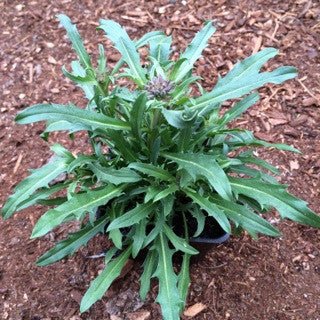 Erysimum 'Apricot Twist' - Perennials