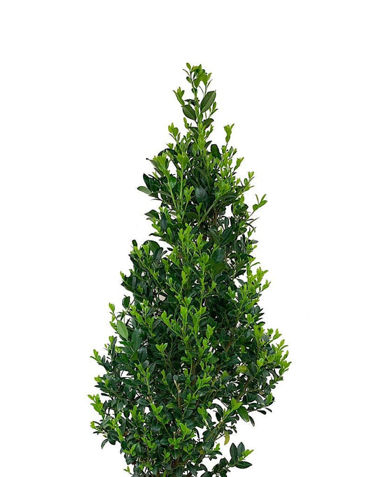 Ilex x 'RutHol1' 2 gal - The Garden Corner