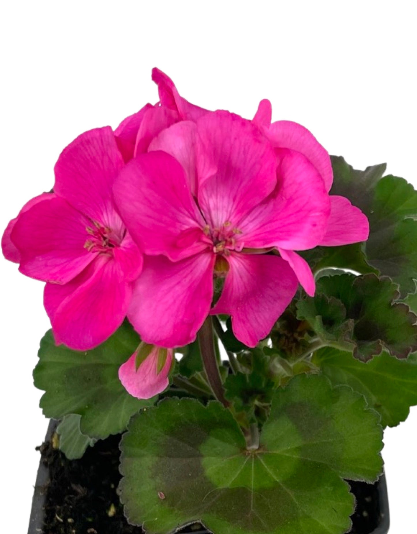 Geranium Zonal 'Tango Deep Pink' - The Garden Corner