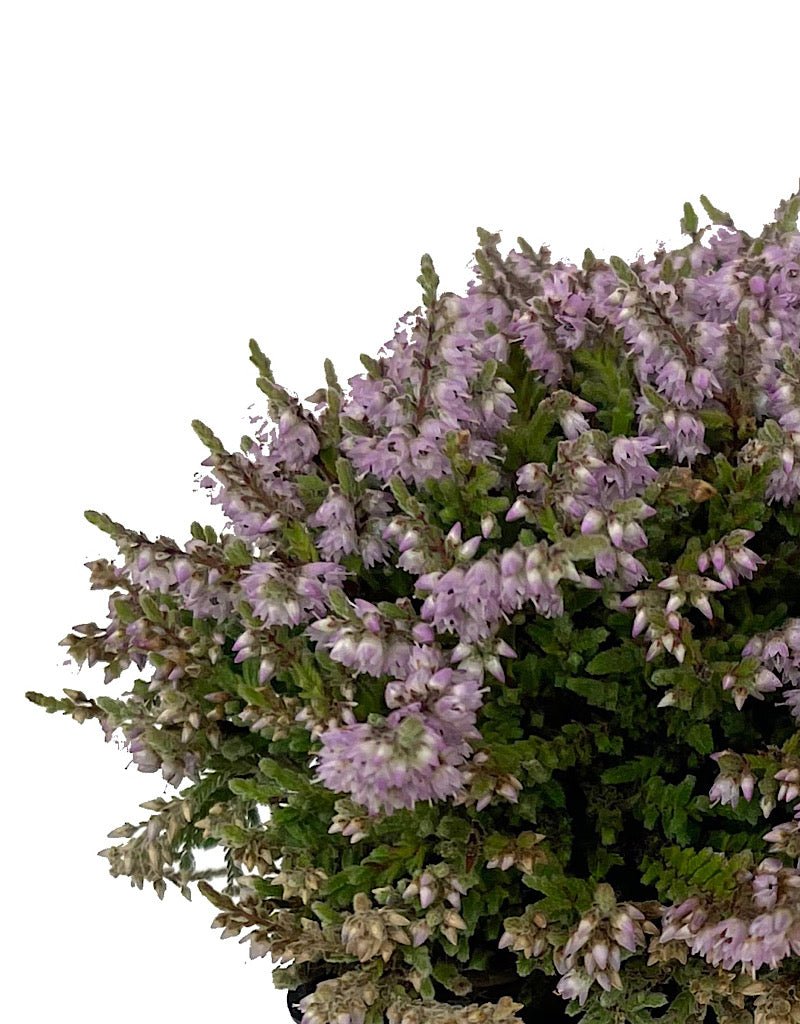 Calluna 'Jan Dekker' Quart - The Garden Corner